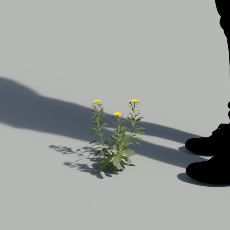 Pallenis Maritima Single Flowering Plant 2 - Imagen renderizada 1