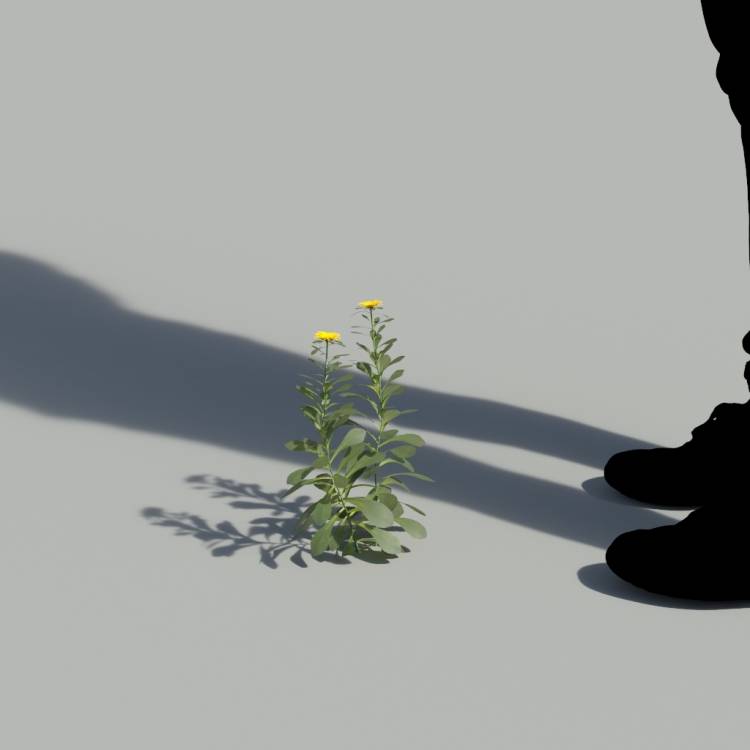 Pallenis Maritima Single Flowering Plant 3 - Imagen renderizada 1