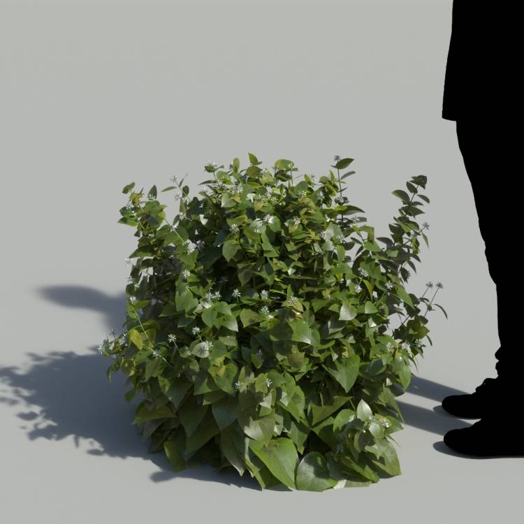 Ribbon Bush No Flowers Bush 1 - Image rendue 1