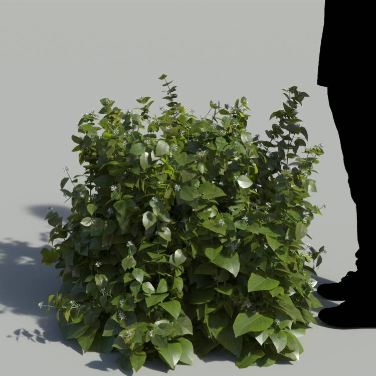 Ribbon Bush No Flowers Bush 2 - Rendered Image 1