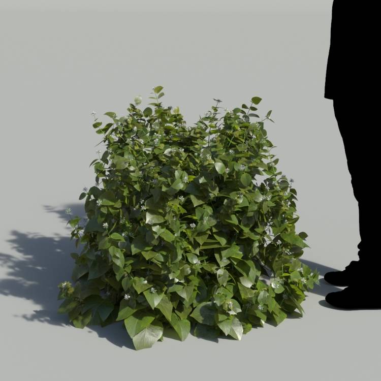 Ribbon Bush No Flowers Bush 3 - Image rendue 1