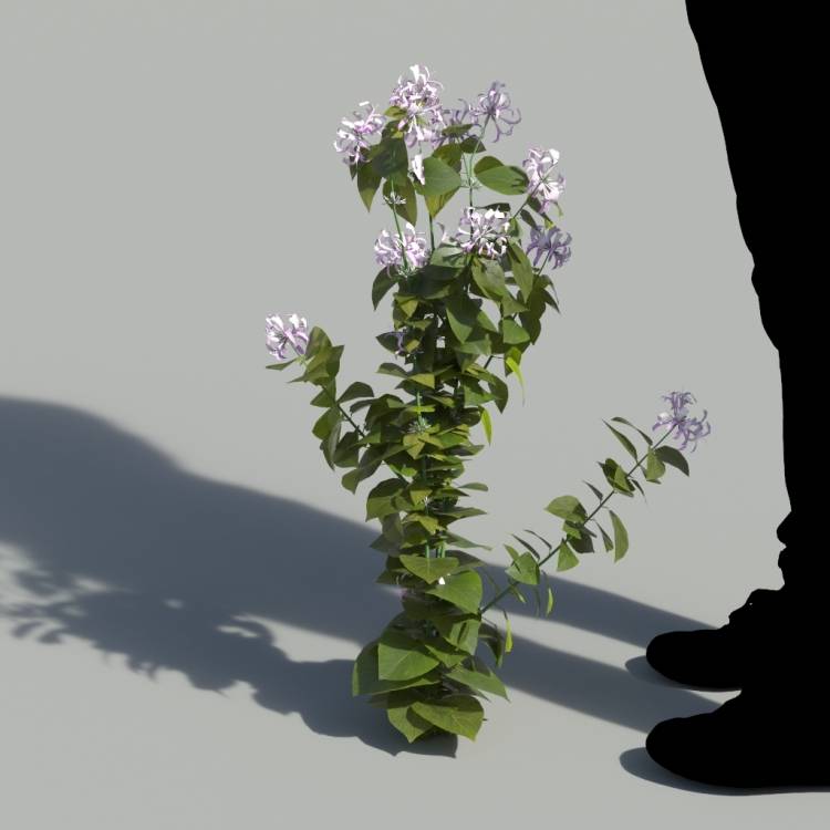 Ribbon Bush Single Flowering Plant 1 - Рендерированное изображение 1