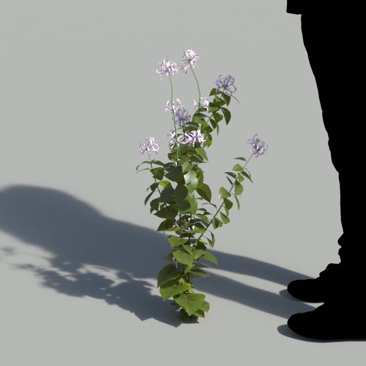 Ribbon Bush Single Flowering Plant 2 - Image rendue 1