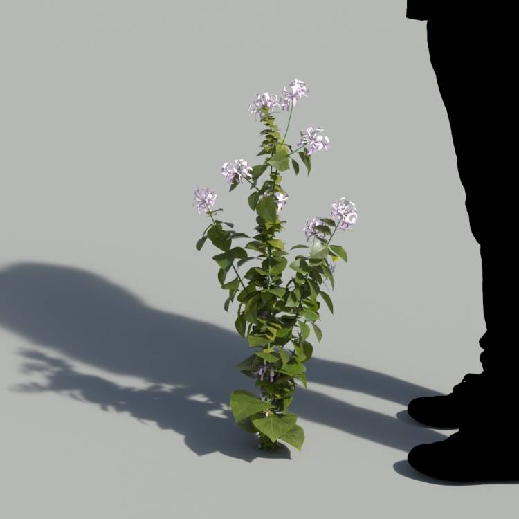 Ribbon Bush Single Flowering Plant 3 - Rendered Image 1