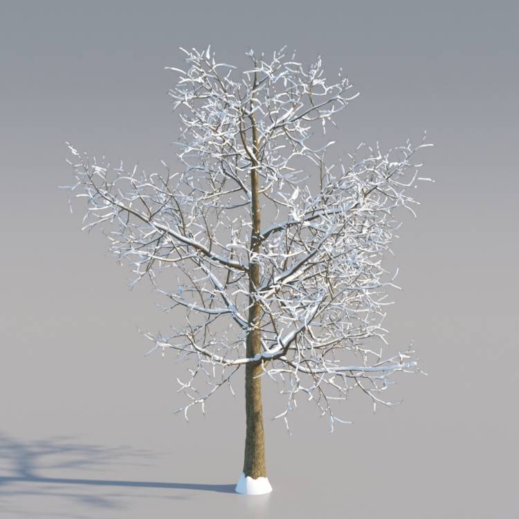 Snowy Norway Maple Mature V1 - Рендерированное изображение 1