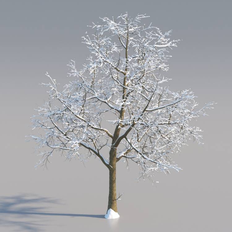 Snowy Norway Maple Mature V2 - Рендерированное изображение 1