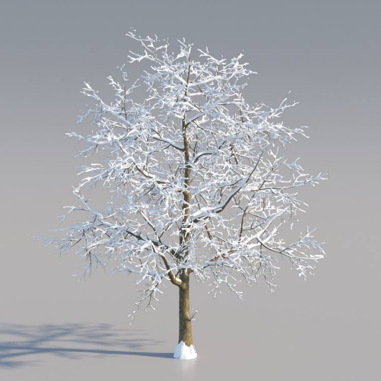 Snowy Norway Maple Mature V3 - Рендерированное изображение 1