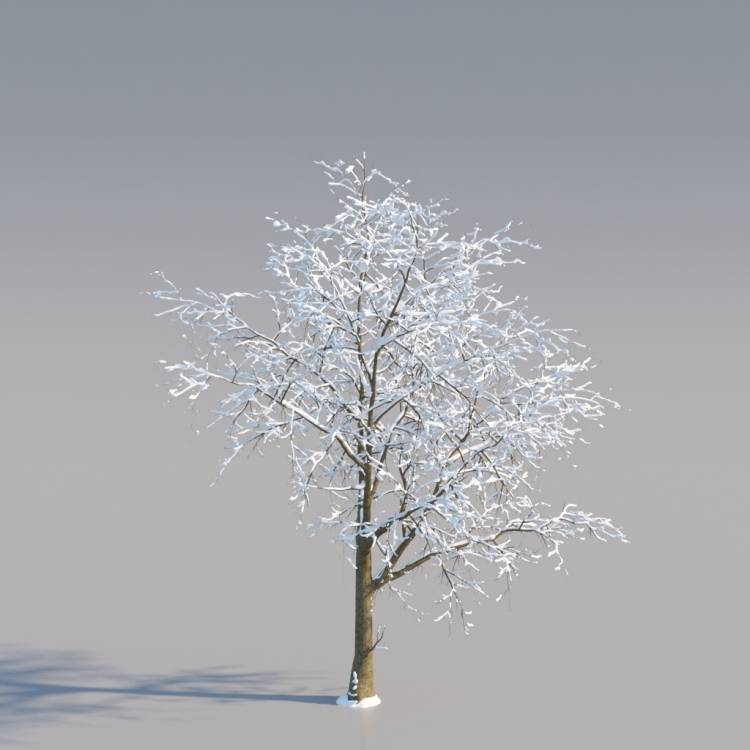 Snowy Norway Maple Mature V4 - Рендерированное изображение 1