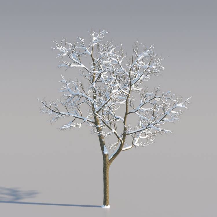 Snowy Norway Maple Middle V1 - Рендерированное изображение 1