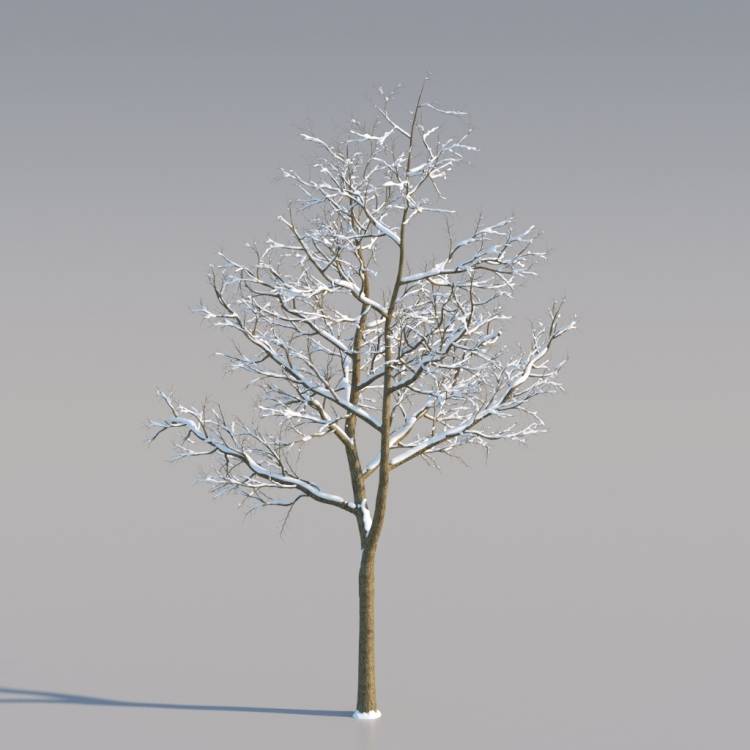 Snowy Norway Maple Middle V2 - Rendered Image 1