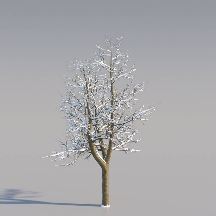 Snowy Norway Maple Middle V3 - Imagen renderizada 1