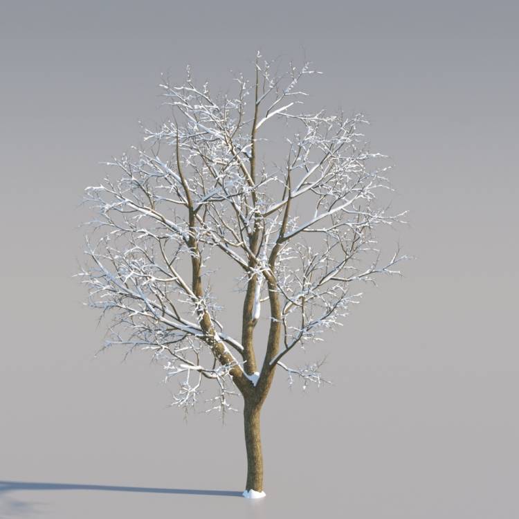 Snowy Norway Maple Middle V4 - Rendered Image 1