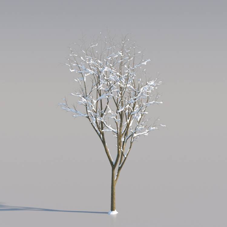 Snowy Norway Maple Young V1 - Imagen renderizada 1