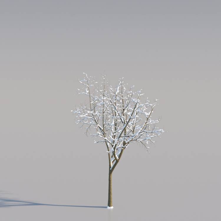 Snowy Norway Maple Young V2 - Рендерированное изображение 1