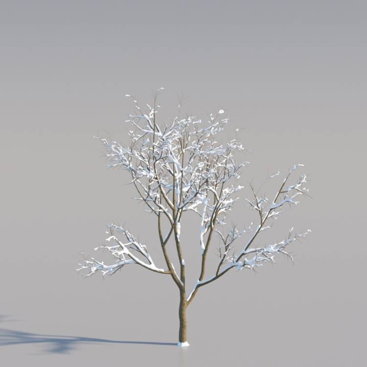 Snowy Norway Maple Young V4 - Рендерированное изображение 1