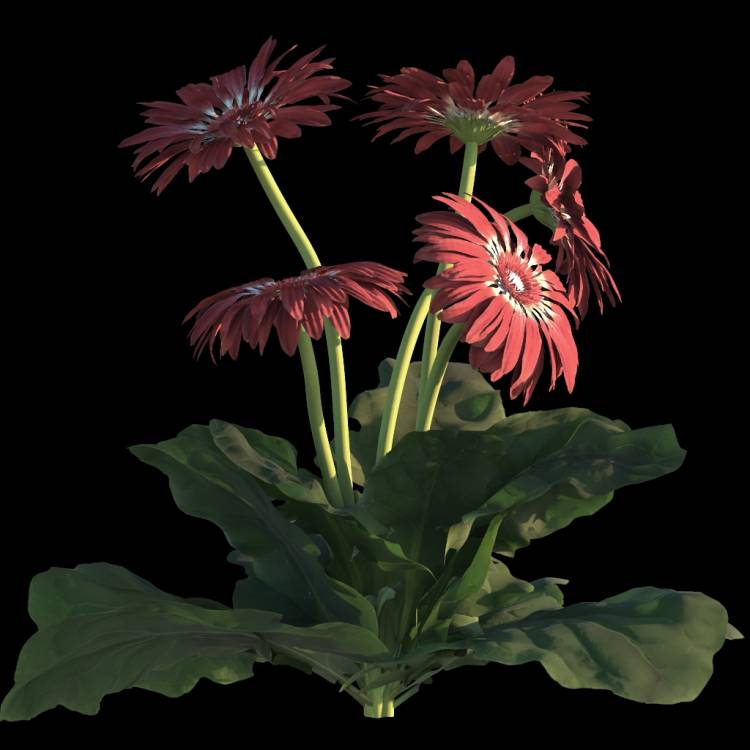 African Daisy flower 01 - Rendered Image 1