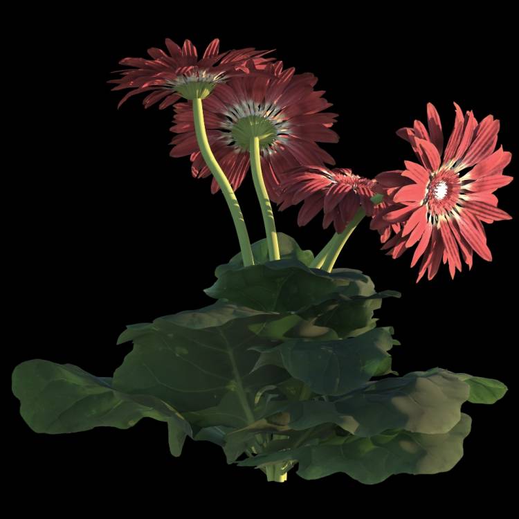 African Daisy flower 02 - Image rendue 1