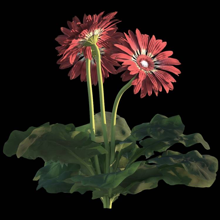 African Daisy flower 03 - Рендерированное изображение 1