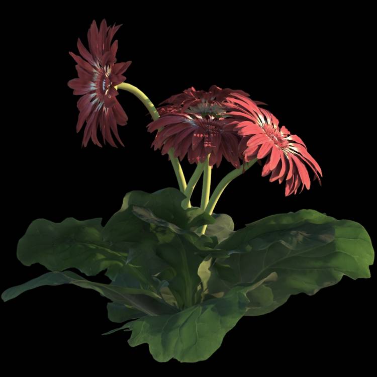 African Daisy flower 04 - Imagen renderizada 1