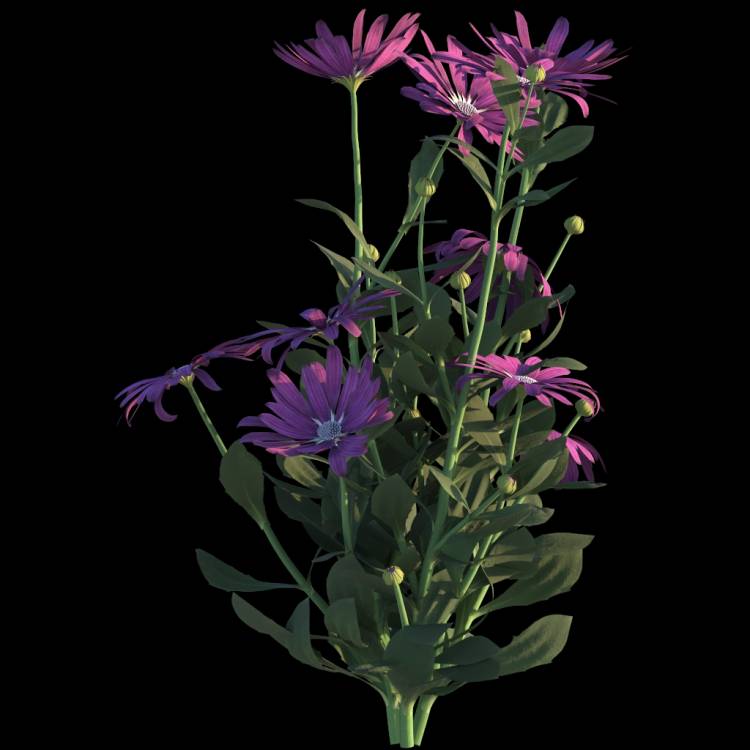 Cape Marguerite flower 01 - Рендерированное изображение 1