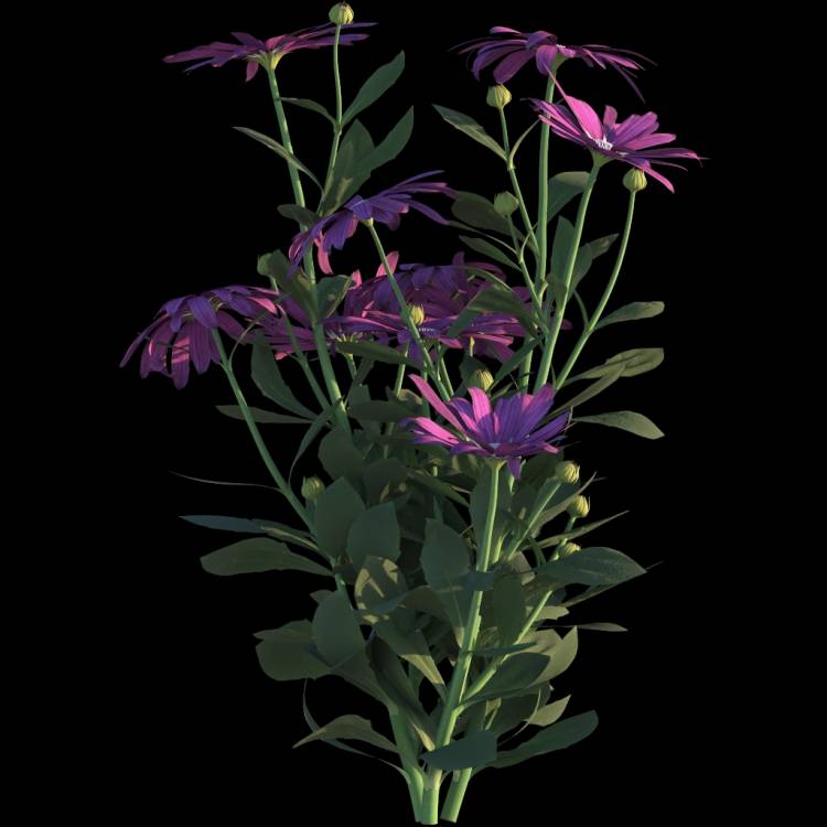 Cape Marguerite flower 02 - Рендерированное изображение 1