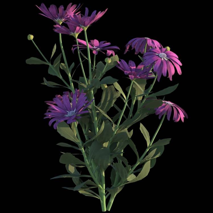 Cape Marguerite flower 03 - Рендерированное изображение 1