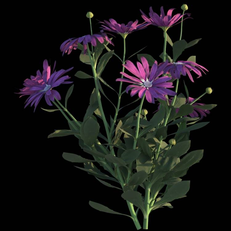 Cape Marguerite flower 04 - Image rendue 1