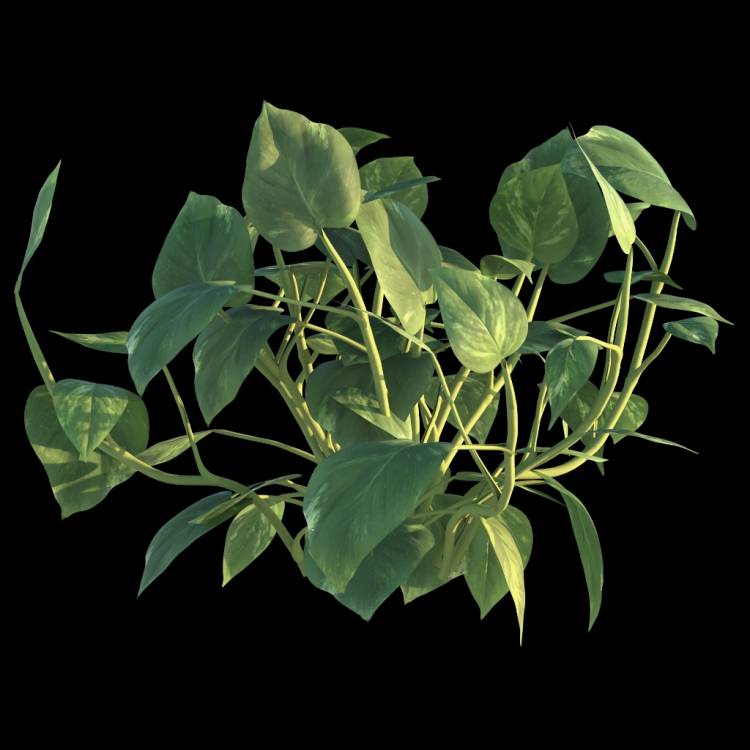 Ceylon Creeper flower 01 - Rendered Image 1