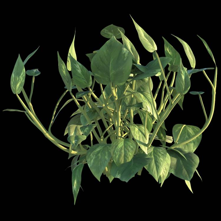 Ceylon Creeper flower 02 - Рендерированное изображение 1