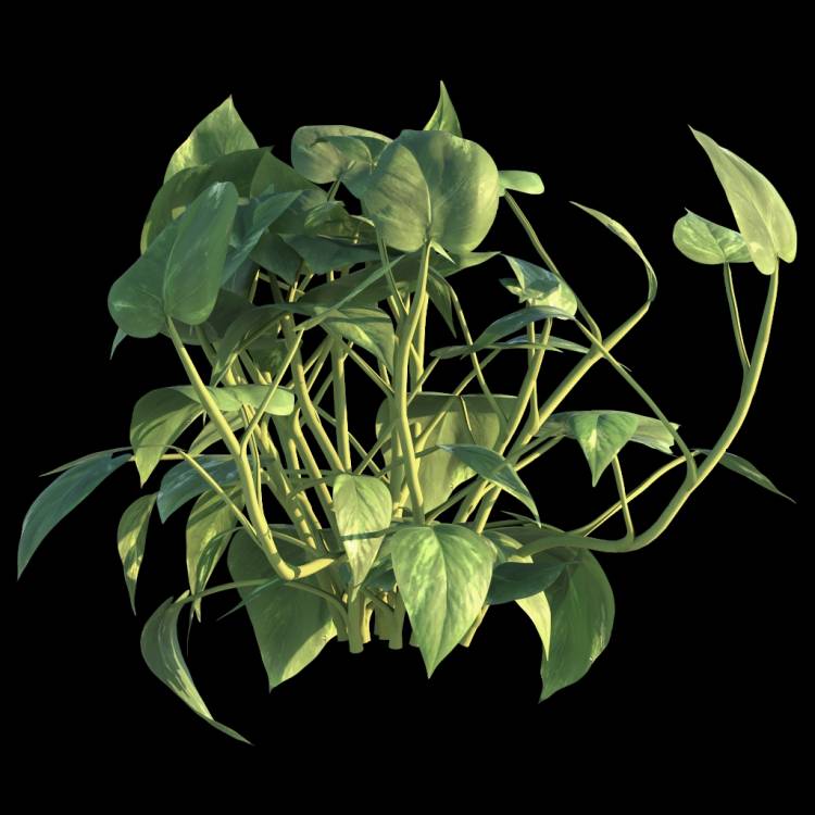 Ceylon Creeper flower 03 - Rendered Image 1