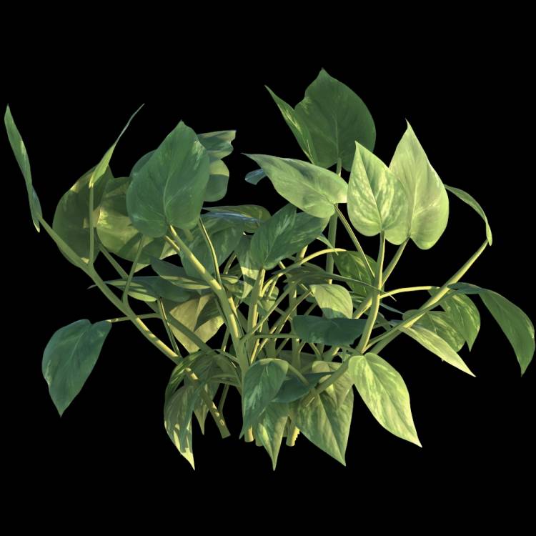 Ceylon Creeper flower 04 - Рендерированное изображение 1