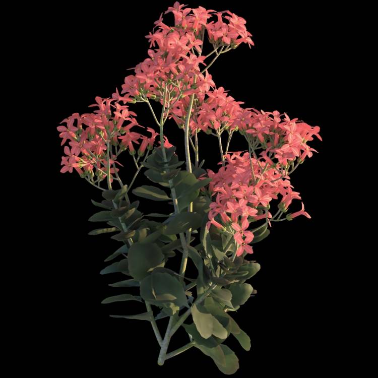 Christmas Kalanchoe flower 01 - Rendered Image 1