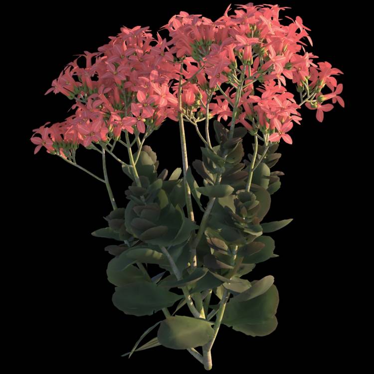 Christmas Kalanchoe flower 02 - Рендерированное изображение 1