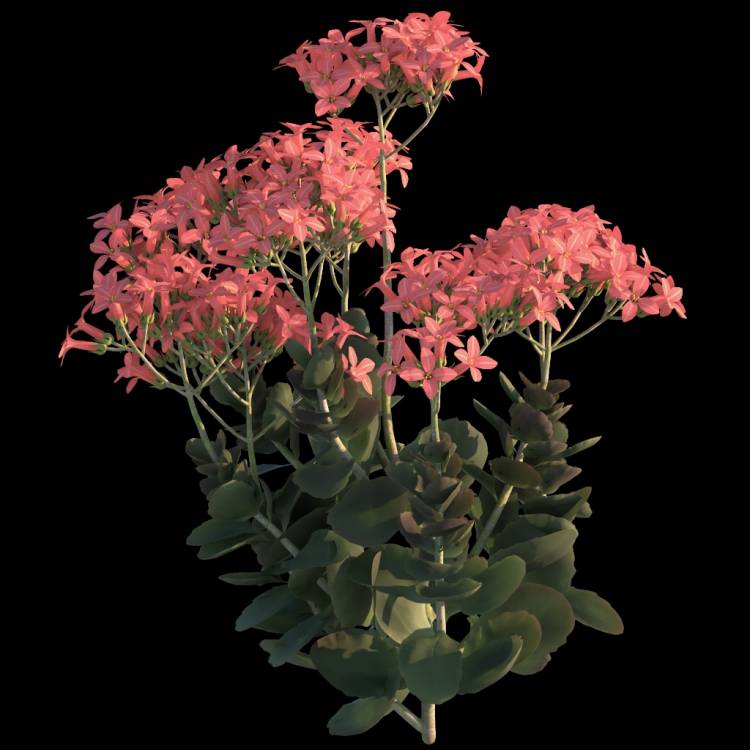 Christmas Kalanchoe flower 03 - Рендерированное изображение 1