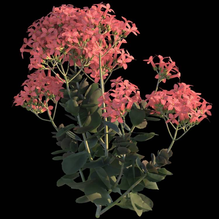 Christmas Kalanchoe flower 04 - Rendered Image 1