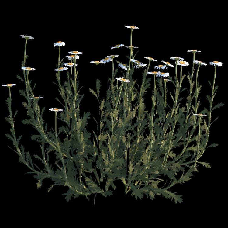 Common Daisy flower 01 - Рендерированное изображение 1