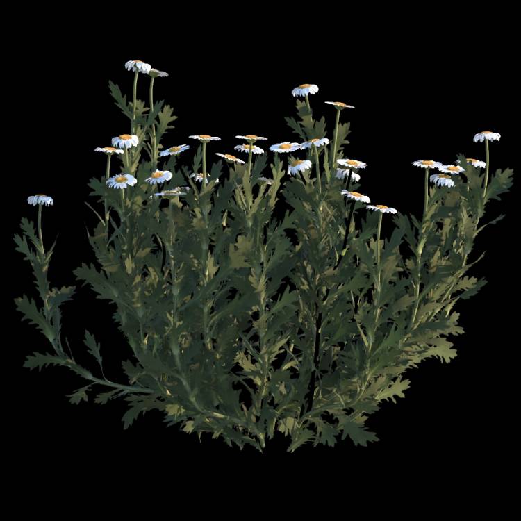 Common Daisy flower 02 - Rendered Image 1