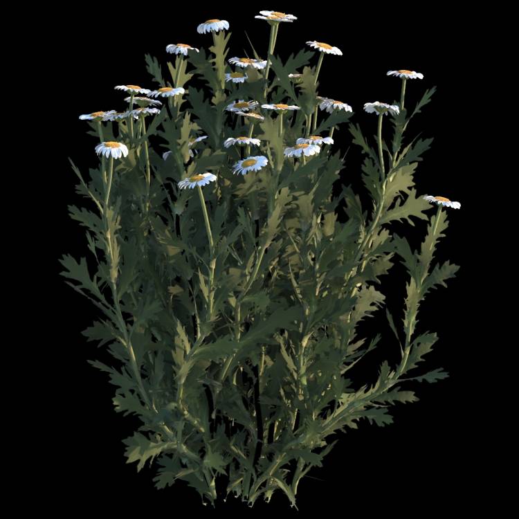 Common Daisy flower 03 - Рендерированное изображение 1