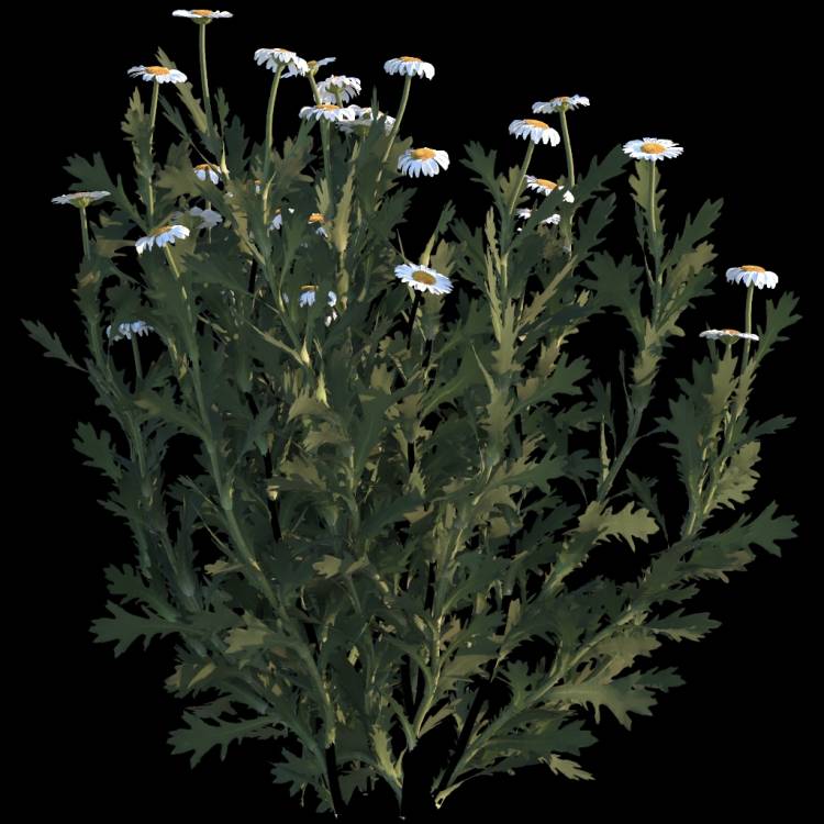 Common Daisy flower 04 - Rendered Image 1