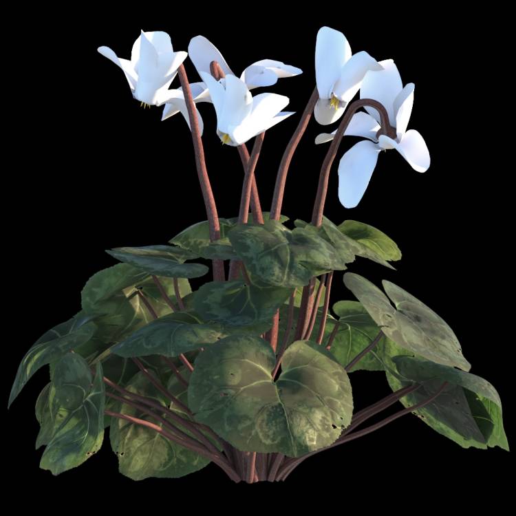 Cyclamen flower 01 - Рендерированное изображение 1