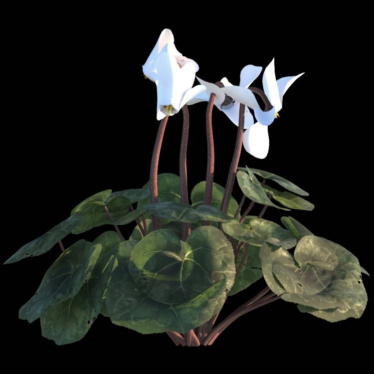 Cyclamen flower 02 - Рендерированное изображение 1