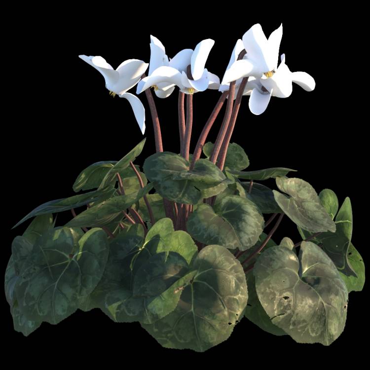 Cyclamen flower 03 - Рендерированное изображение 1