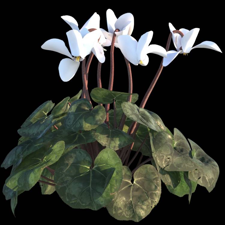 Cyclamen flower 04 - Rendered Image 1