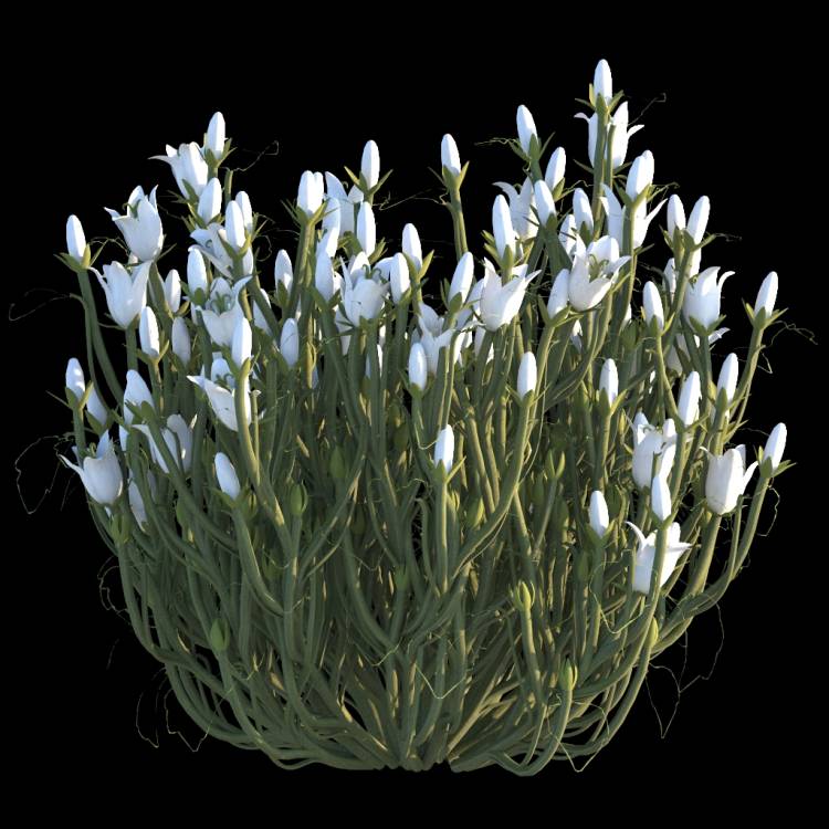 Italian Bellflower flower 01 - Рендерированное изображение 1