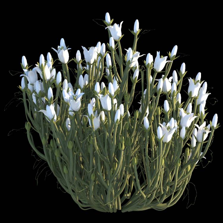 Italian Bellflower flower 02 - Image rendue 1