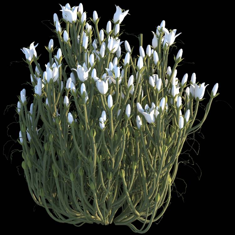 Italian Bellflower flower 03 - Рендерированное изображение 1