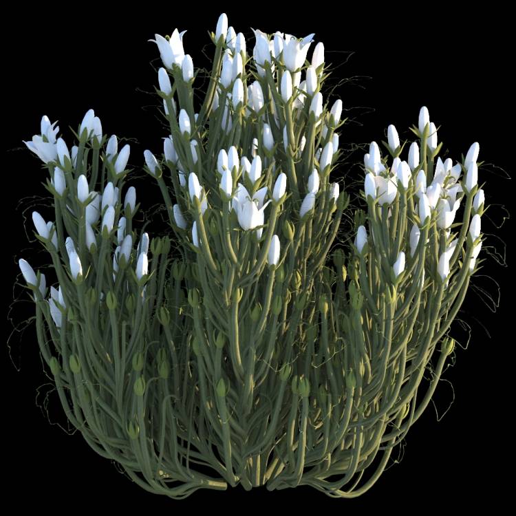 Italian Bellflower flower 04 - Imagen renderizada 1