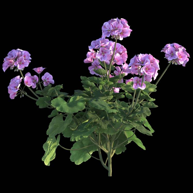 Ivy Geranium flower 01 - Rendered Image 1