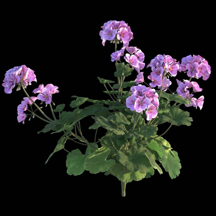 Ivy Geranium flower 02 - Rendered Image 1