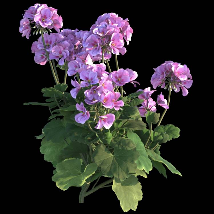 Ivy Geranium flower 03 - Rendered Image 1